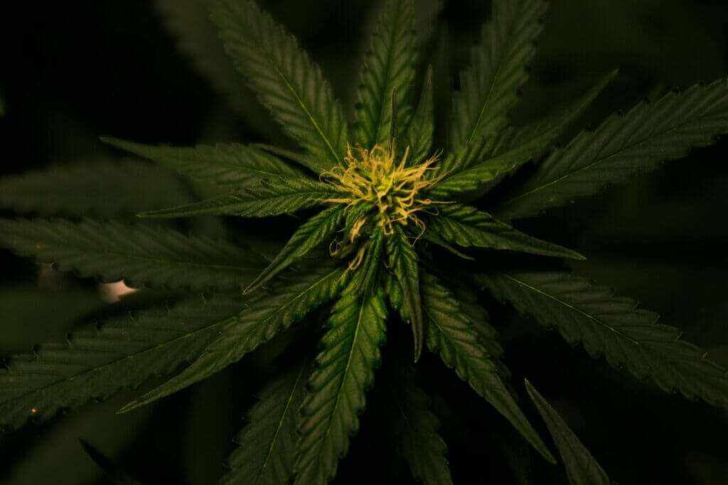 Das Cannabisgesetz (CanG) kommt!